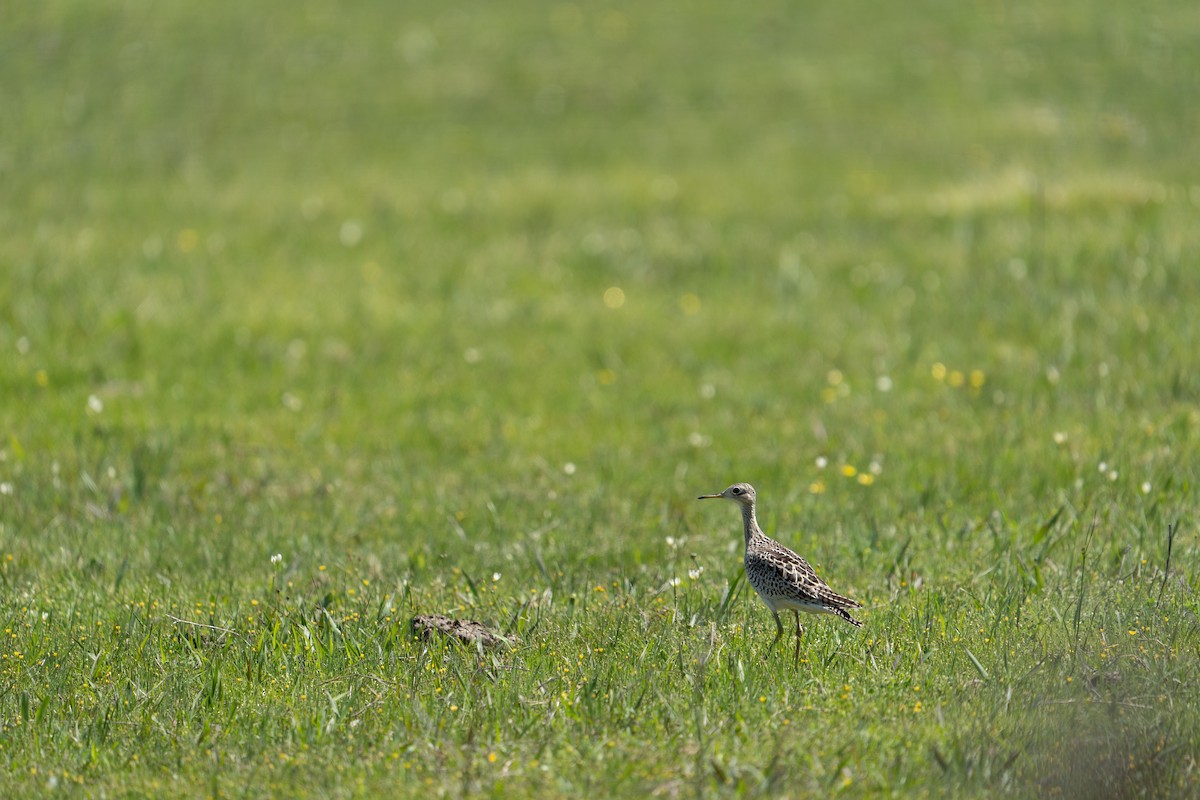 Upland Sandpiper - ML617339227