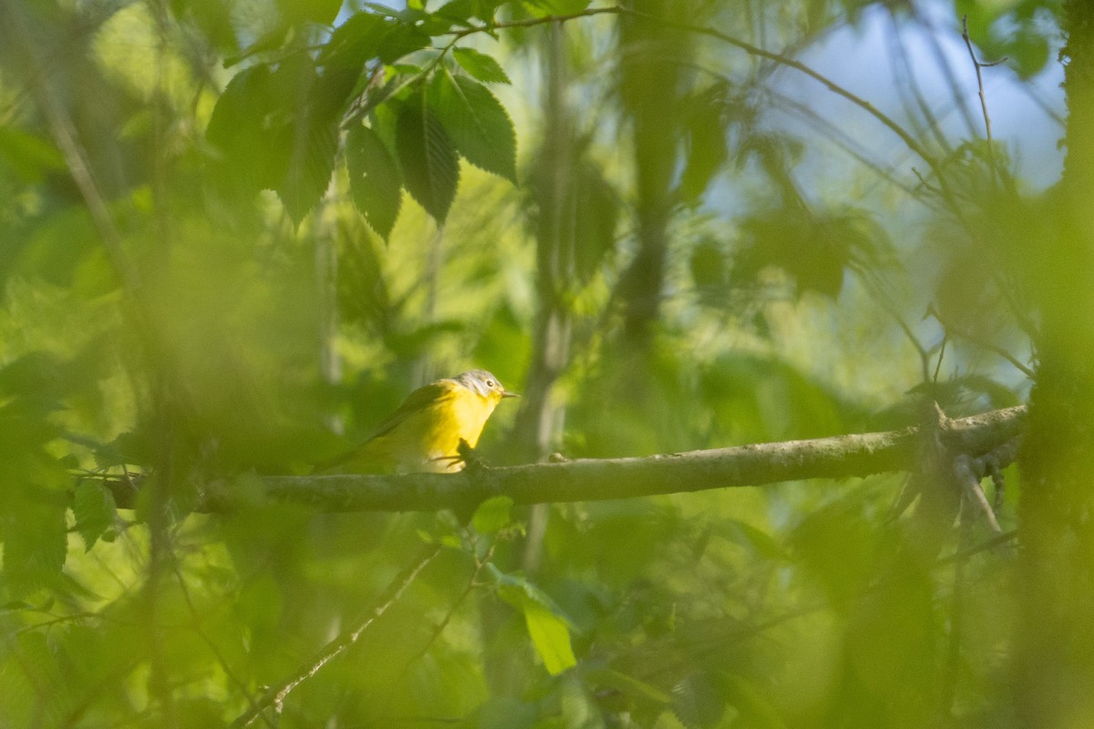 Nashville Warbler - Kendall Van Zanten