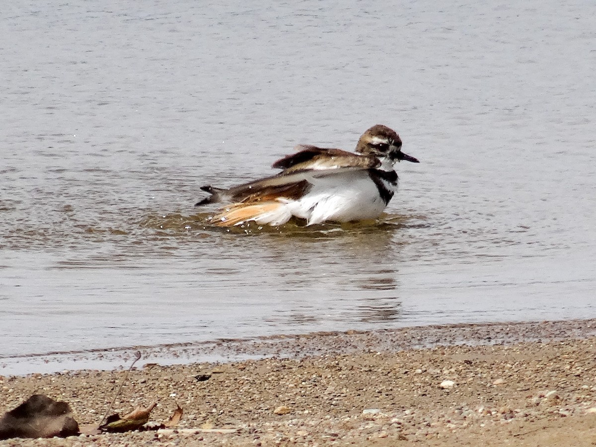 Killdeer - ML617339260