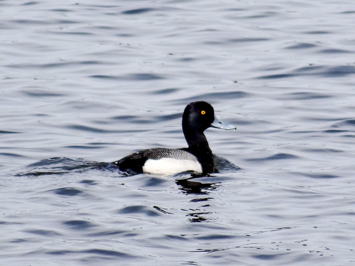 Lesser Scaup - ML617339262