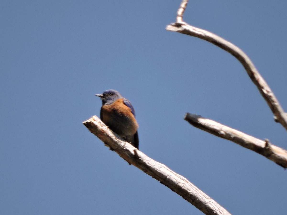 Western Bluebird - ML617339300