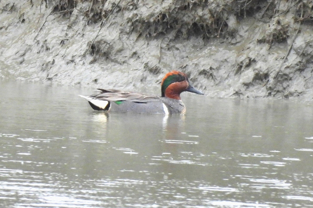 Green-winged Teal - ML617339321