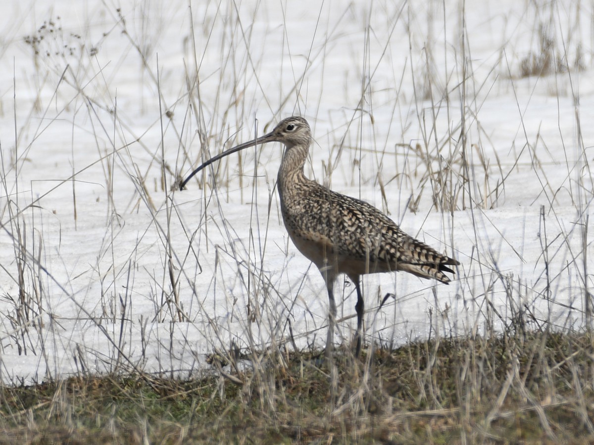 Long-billed Curlew - ML617339441
