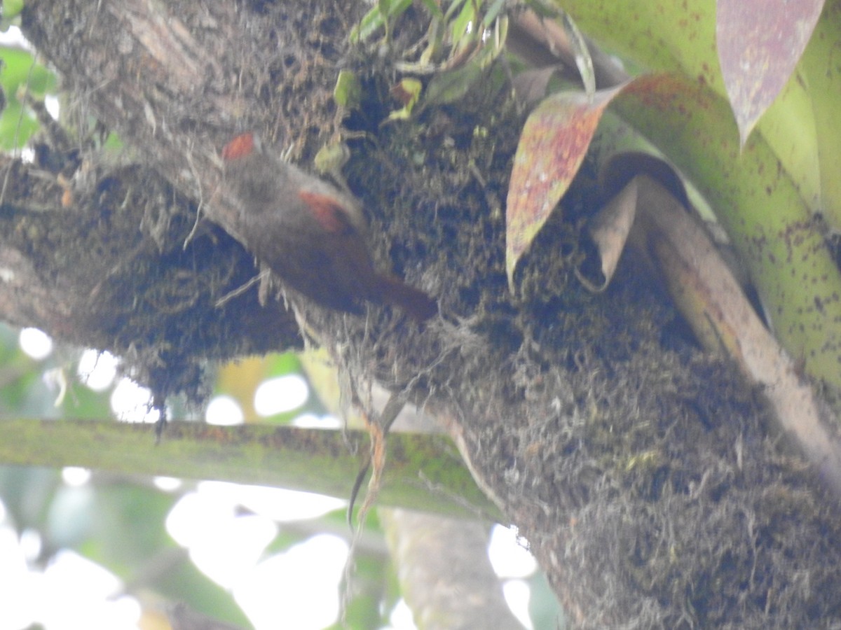 Ash-browed Spinetail - ML617339451