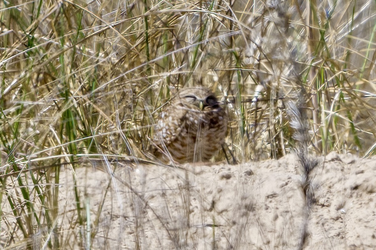 Burrowing Owl - ML617339462