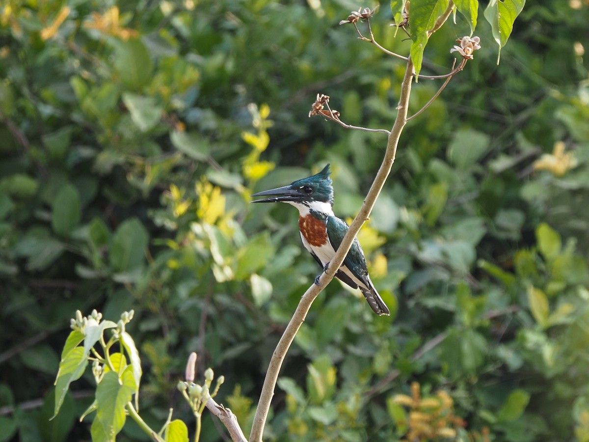 Martin-pêcheur d'Amazonie - ML617339477