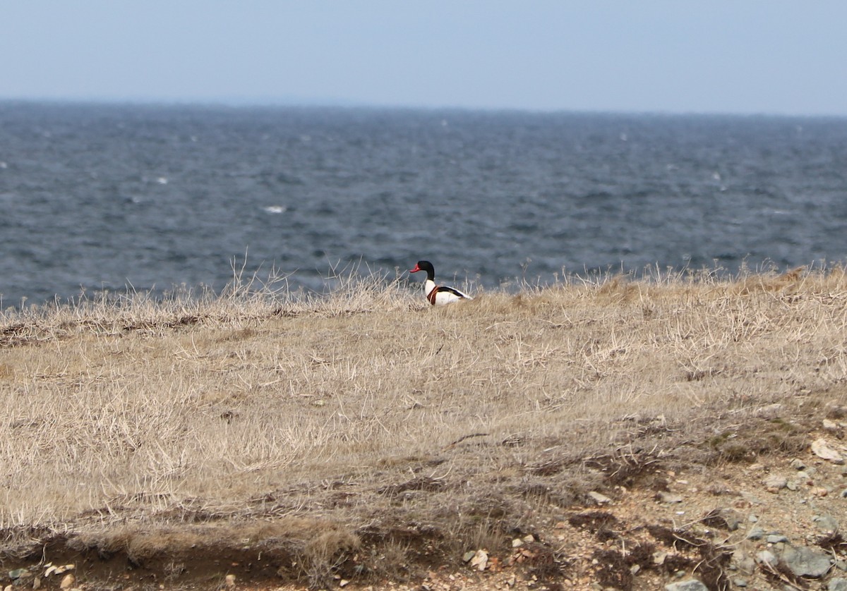 Common Shelduck - ML617339479