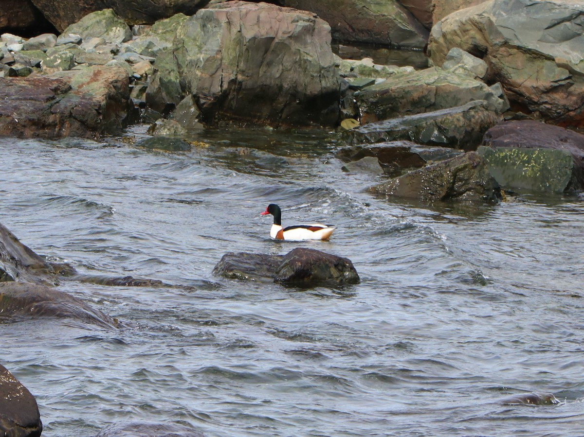 Common Shelduck - ML617339480