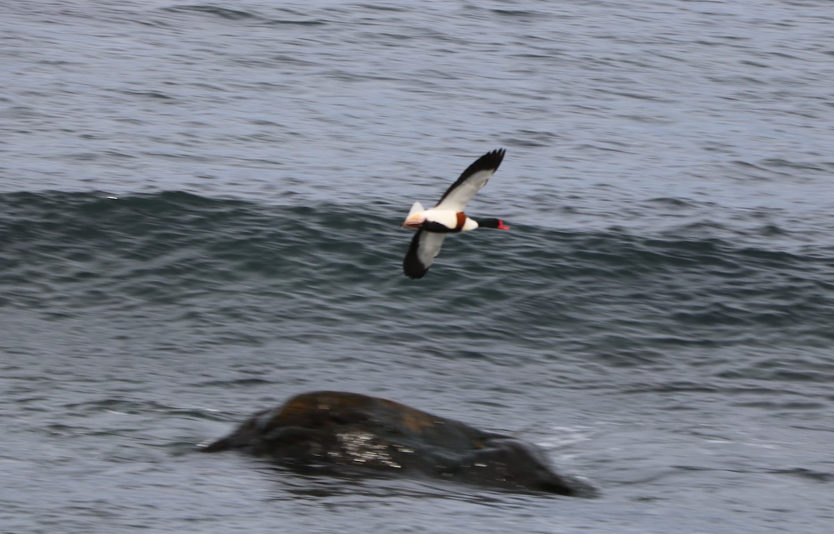 Common Shelduck - ML617339481