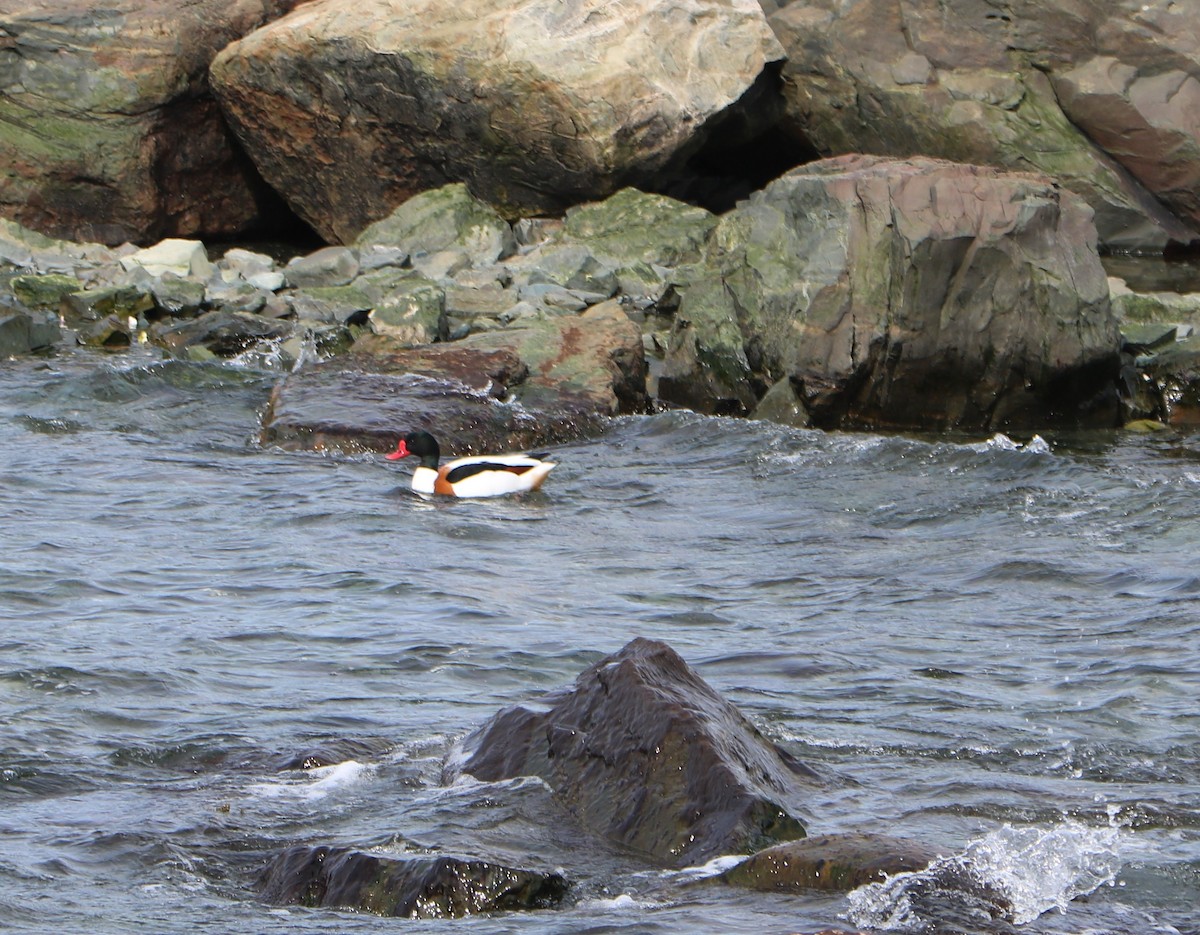 Common Shelduck - ML617339482