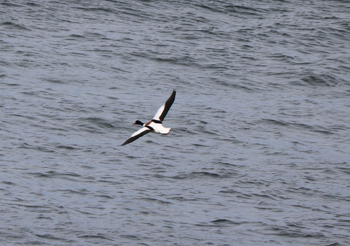 Common Shelduck - ML617339483