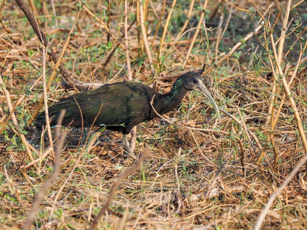 ibis zelený - ML617339526
