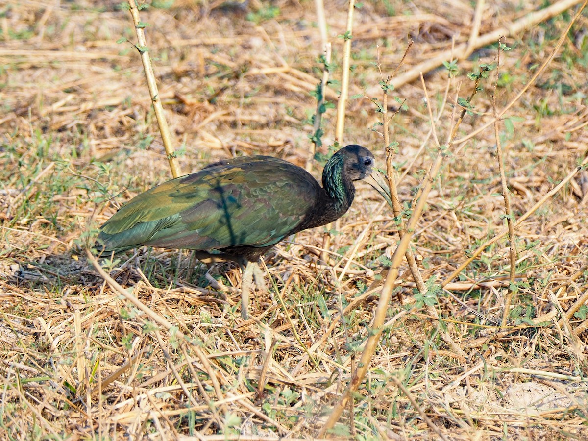 ibis zelený - ML617339530