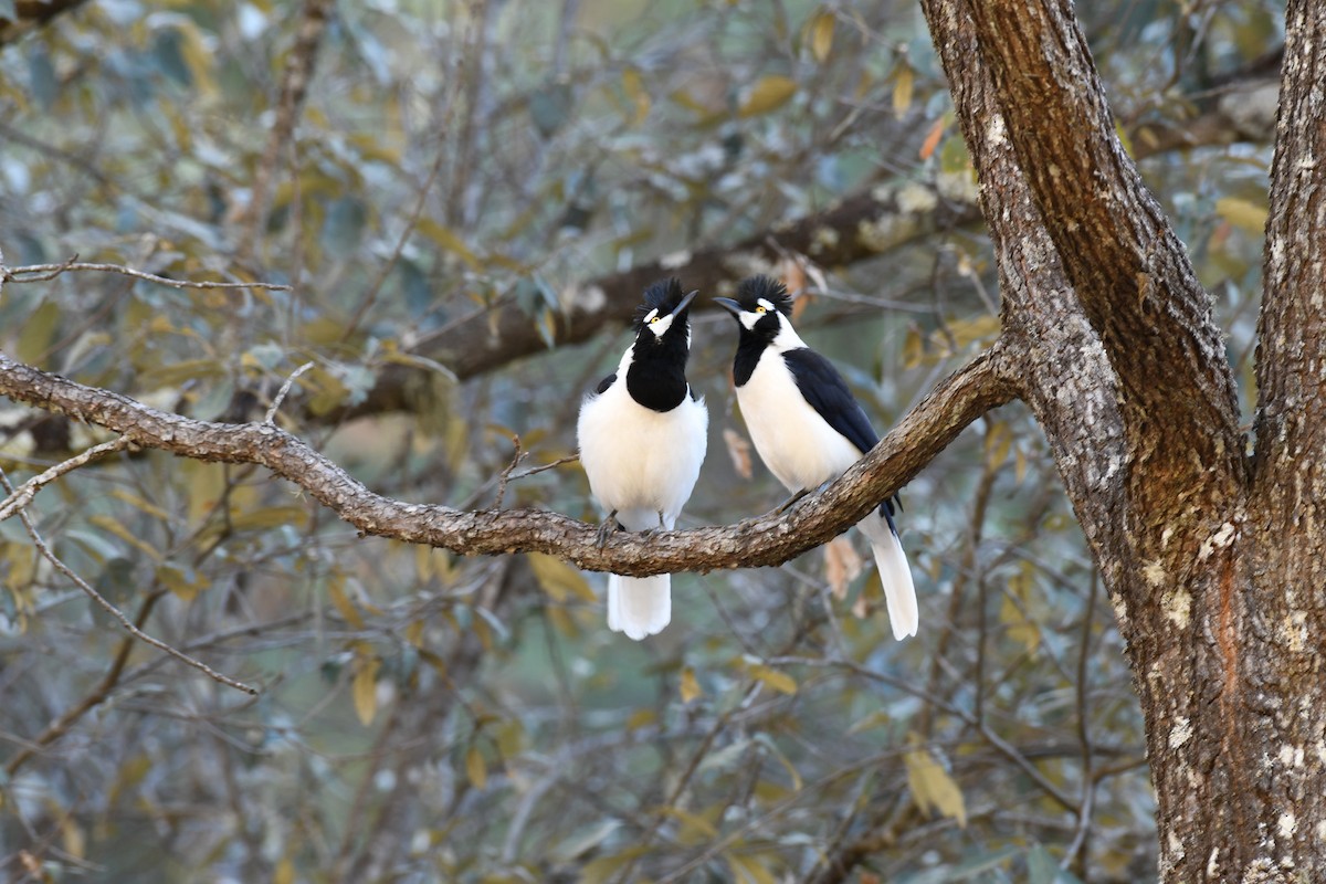 Tufted Jay - ML617339555