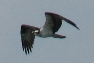 Osprey - ML617339583
