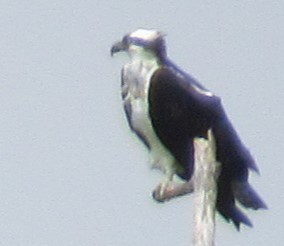 Osprey - ML617339584