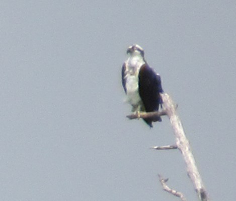 orlovec říční - ML617339586