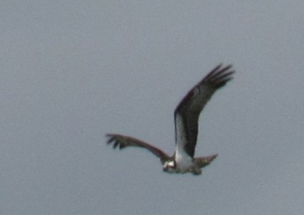 Osprey - ML617339587