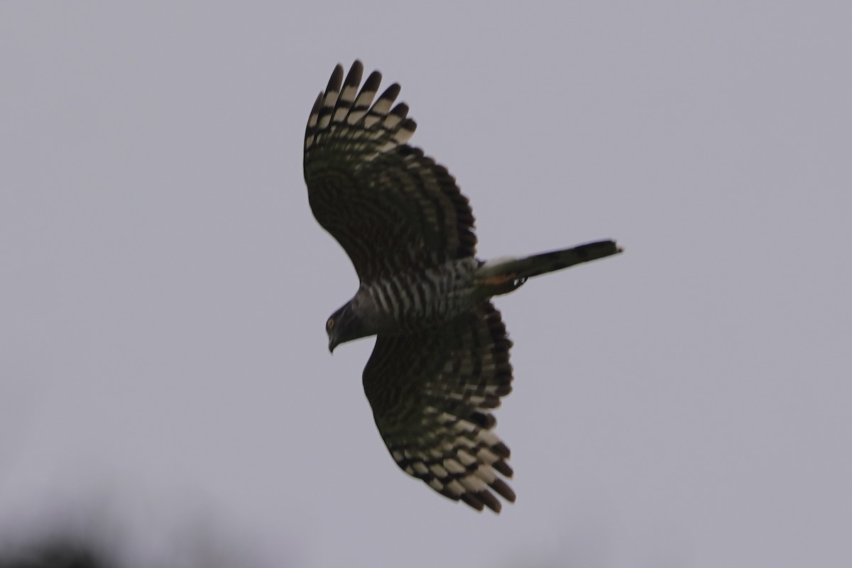 African Cuckoo-Hawk - Greg Hertler