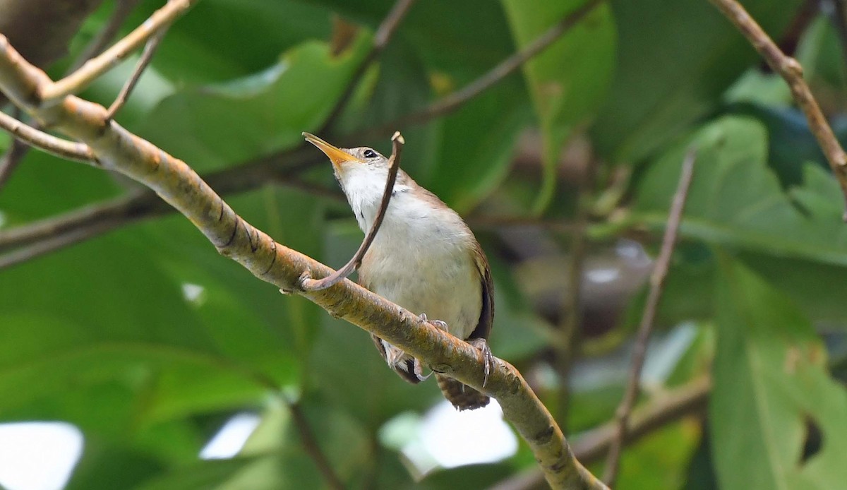 Chochín Criollo (mesoleucus) - ML617339613