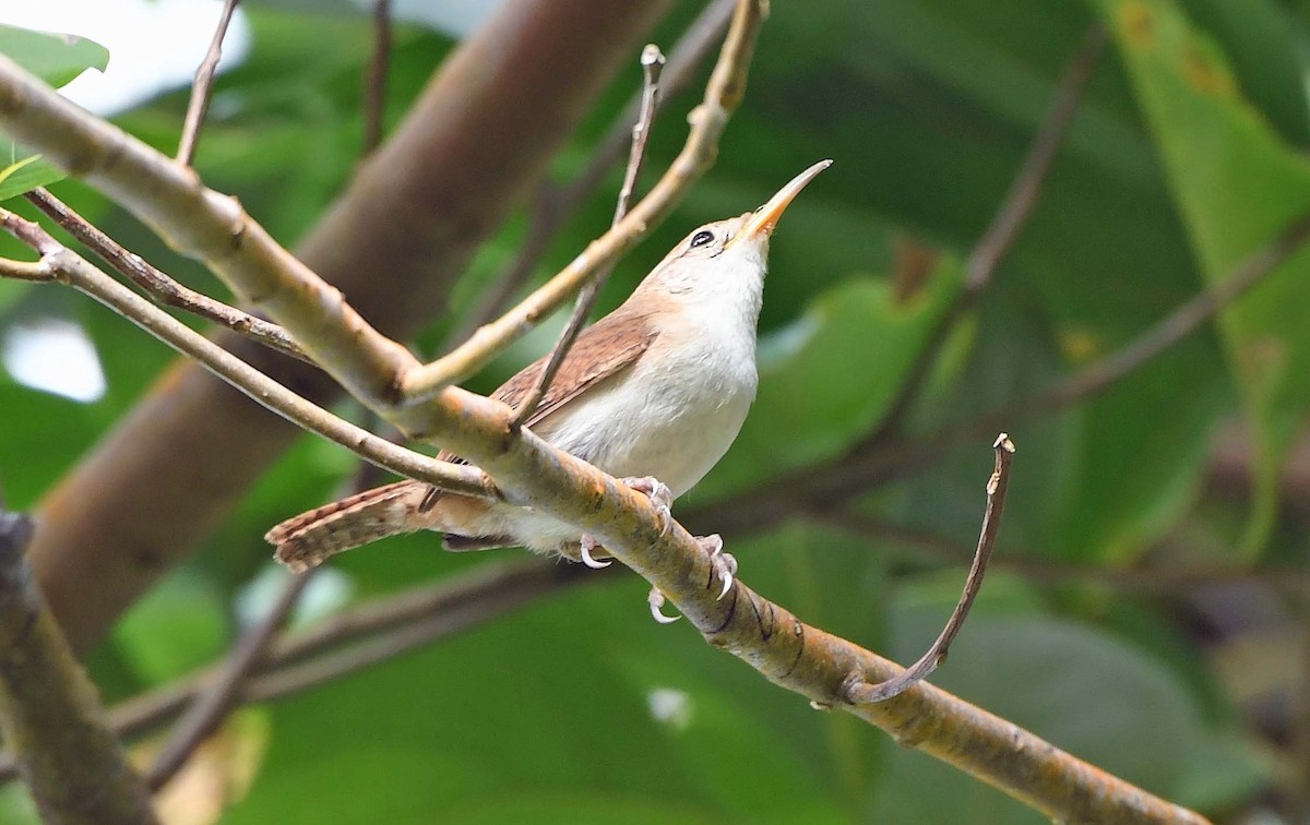 Chochín Criollo (mesoleucus) - ML617339618