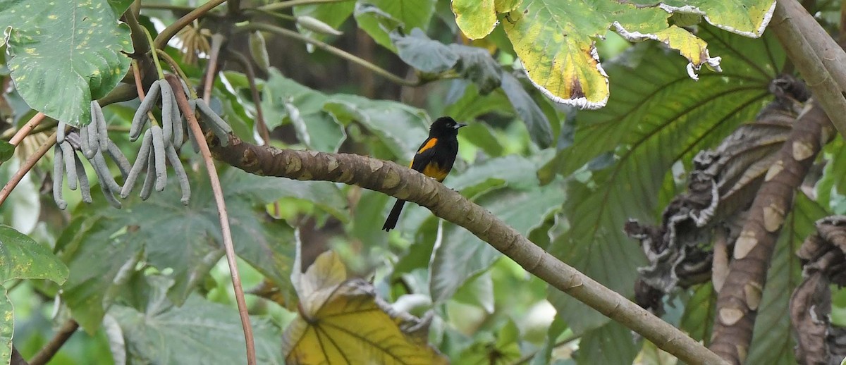 Oriole de Sainte-Lucie - ML617339653