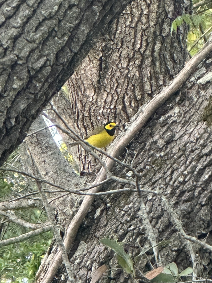 Hooded Warbler - ML617339707