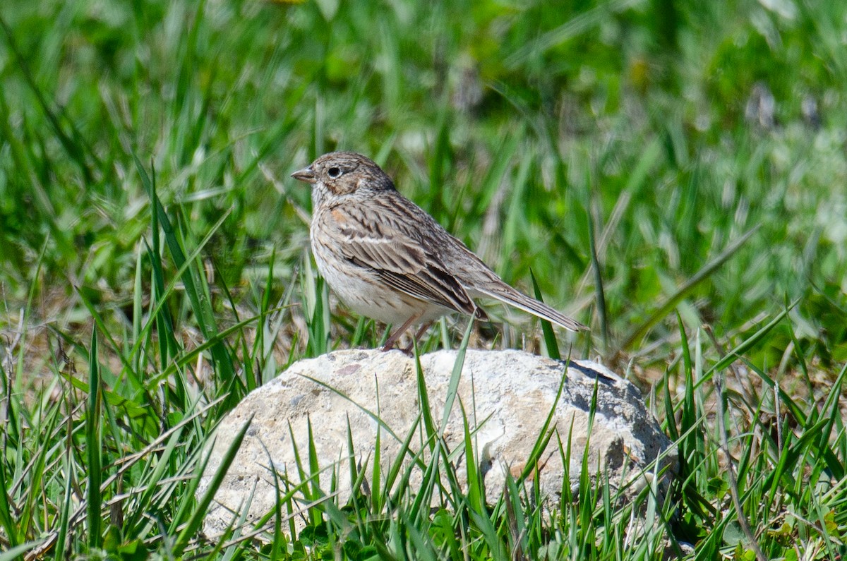 Vesper Sparrow - ML617339730