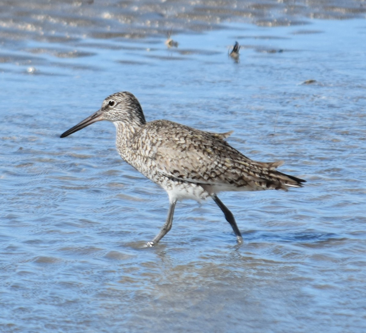 Willet - ML617339761