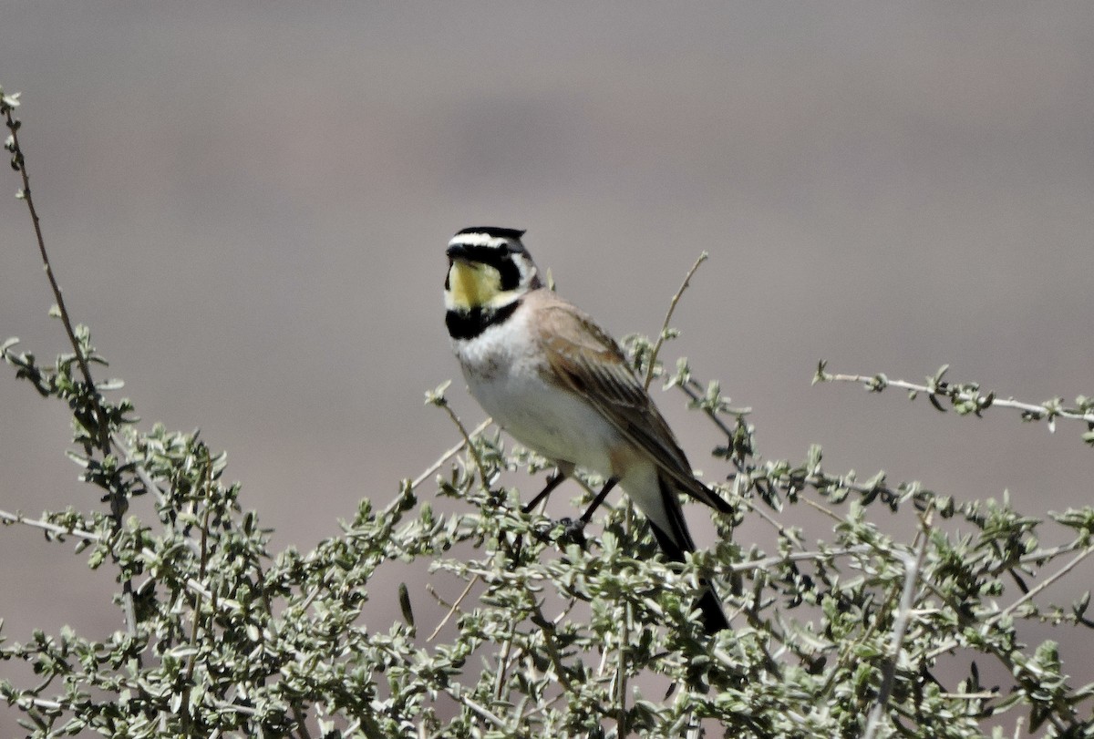 Horned Lark - ML617339767