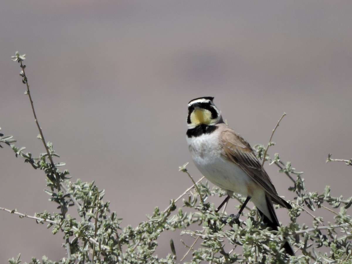 Horned Lark - ML617339768