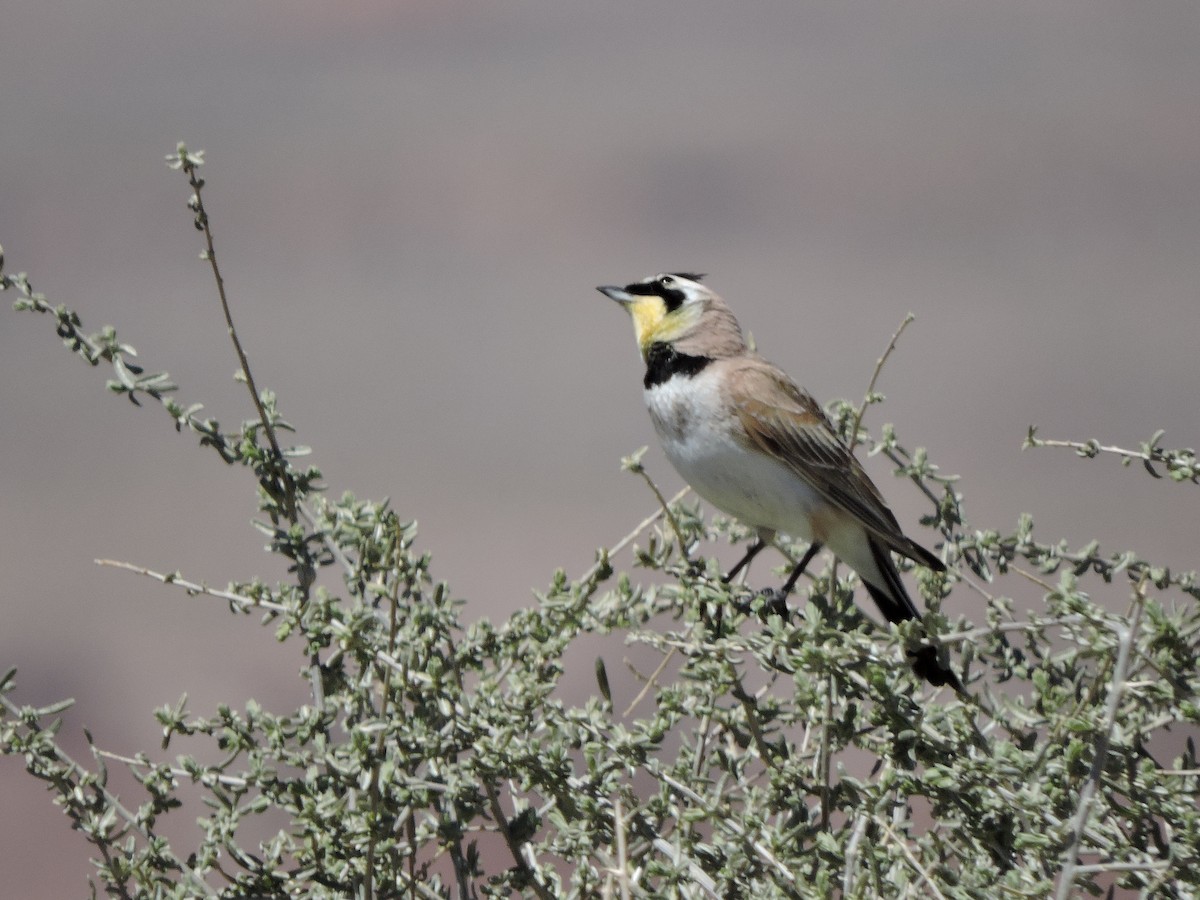 Horned Lark - ML617339770