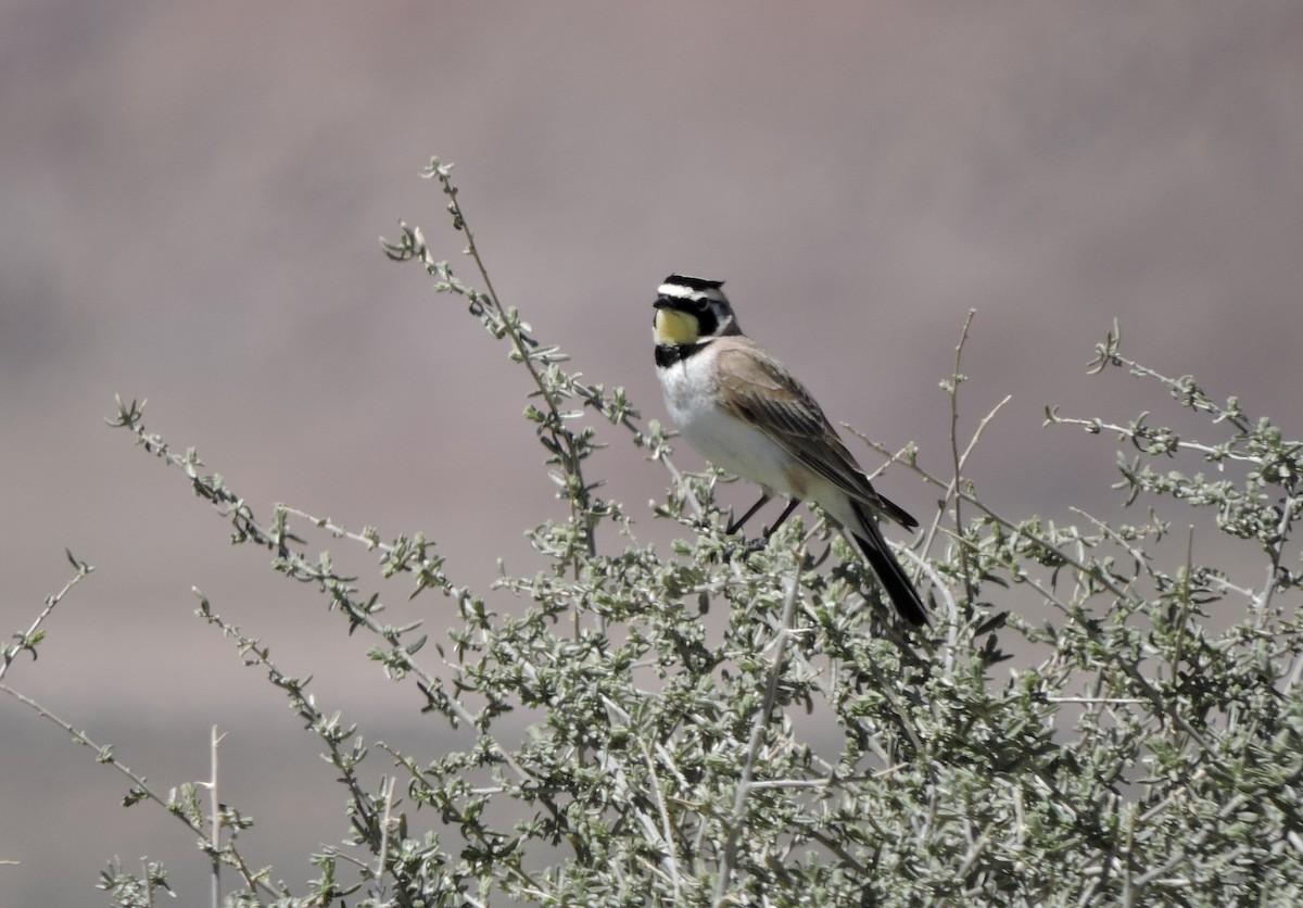 Horned Lark - ML617339781