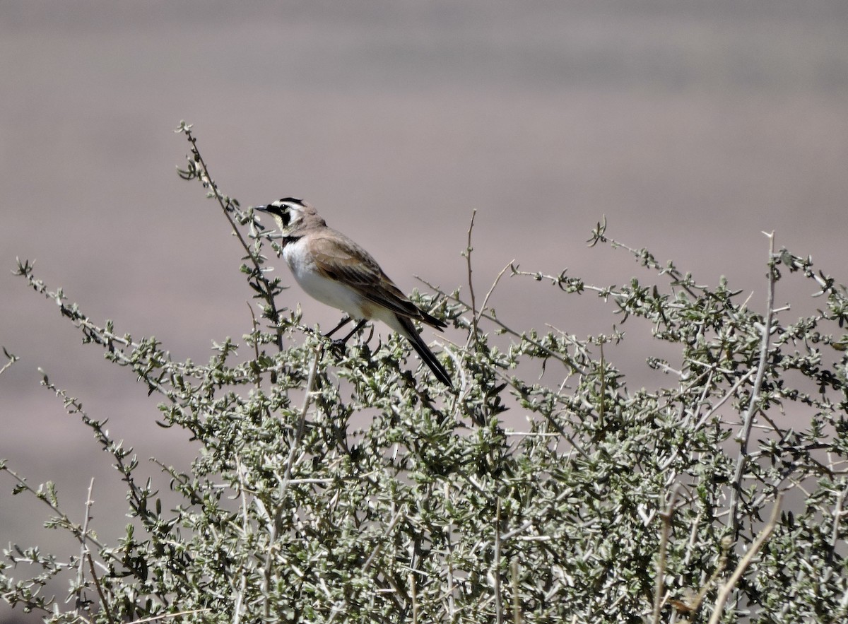 Horned Lark - ML617339782