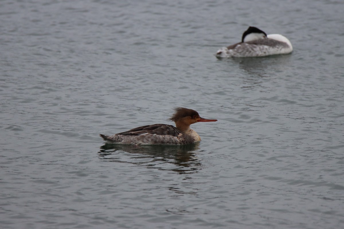 Red-breasted Merganser - Vicky Atkinson