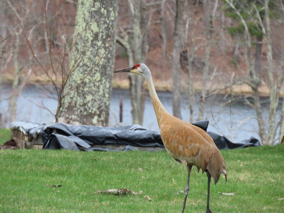 Sandhill Crane - Sean Williams