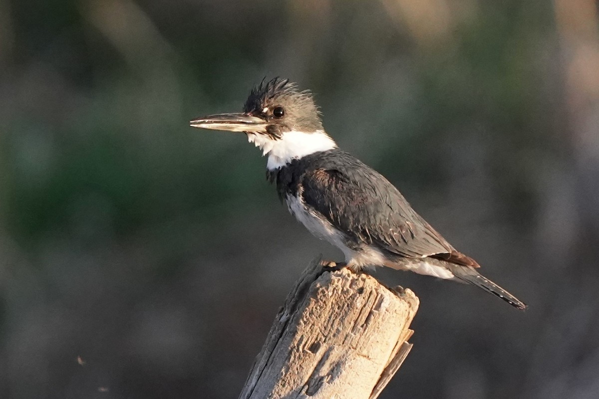 Belted Kingfisher - ML617339831