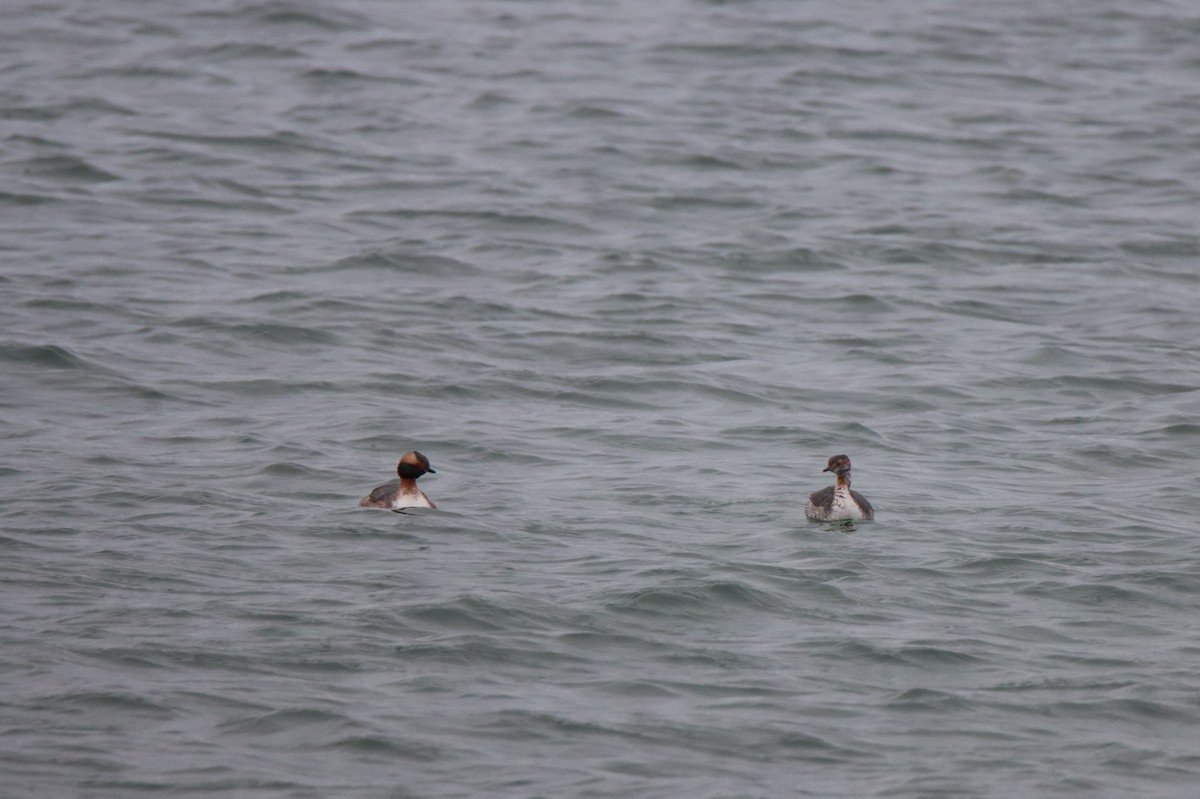 Horned Grebe - ML617339834