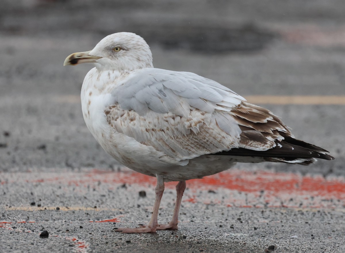 Herring Gull - Ken McKenna