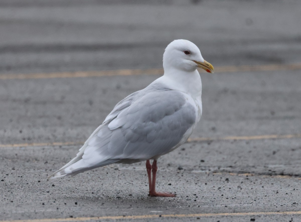 Iceland Gull - ML617339846