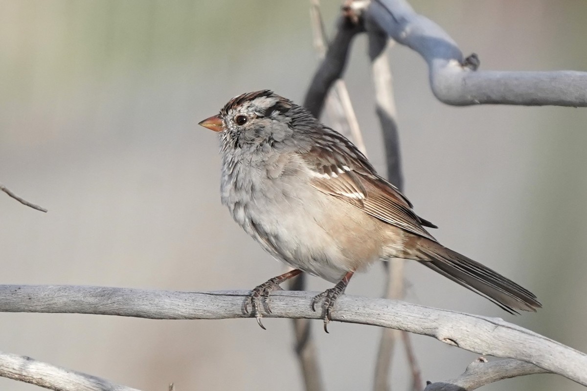 White-crowned Sparrow - ML617339851