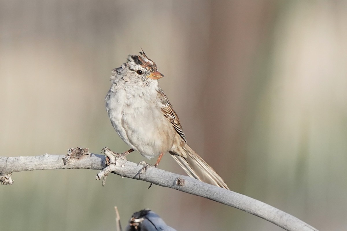 White-crowned Sparrow - ML617339852