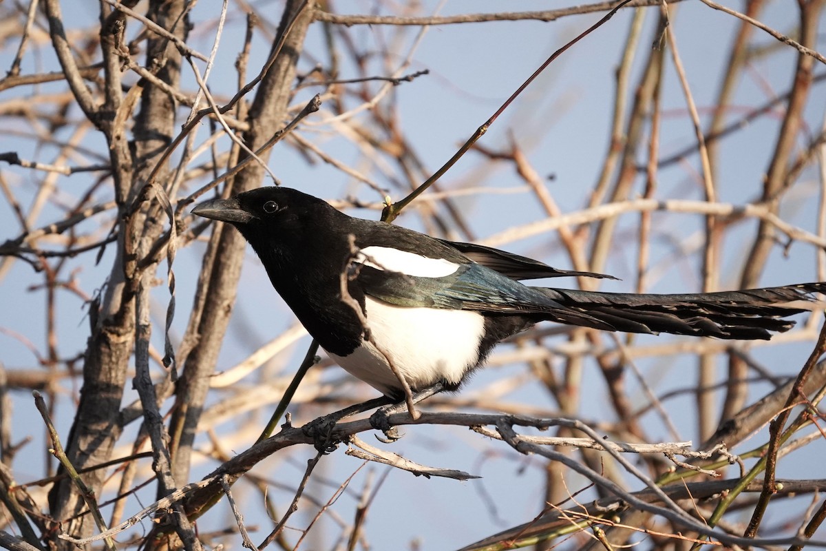 Black-billed Magpie - ML617339870