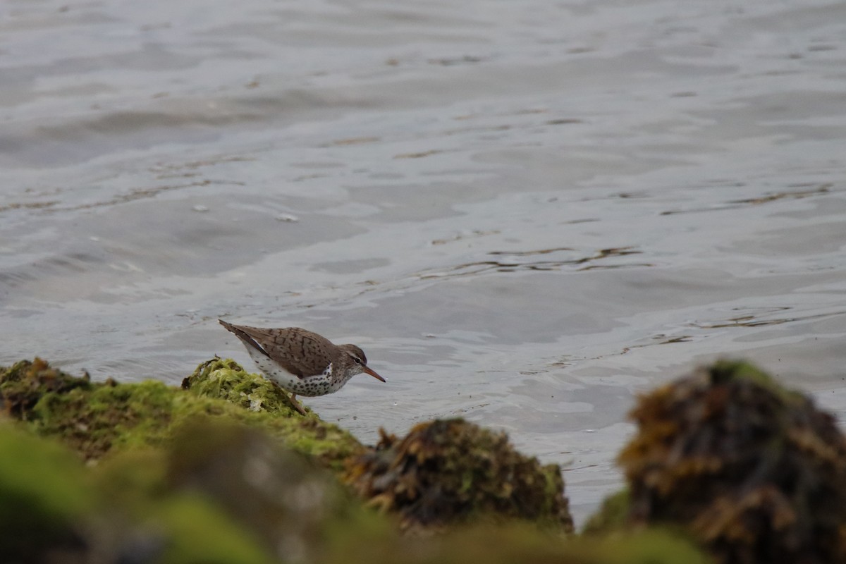 Spotted Sandpiper - ML617339934