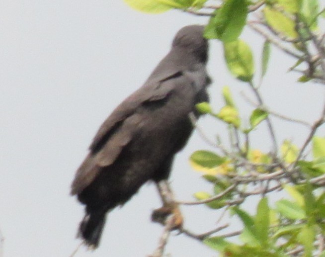 káně tmavá - ML617339974