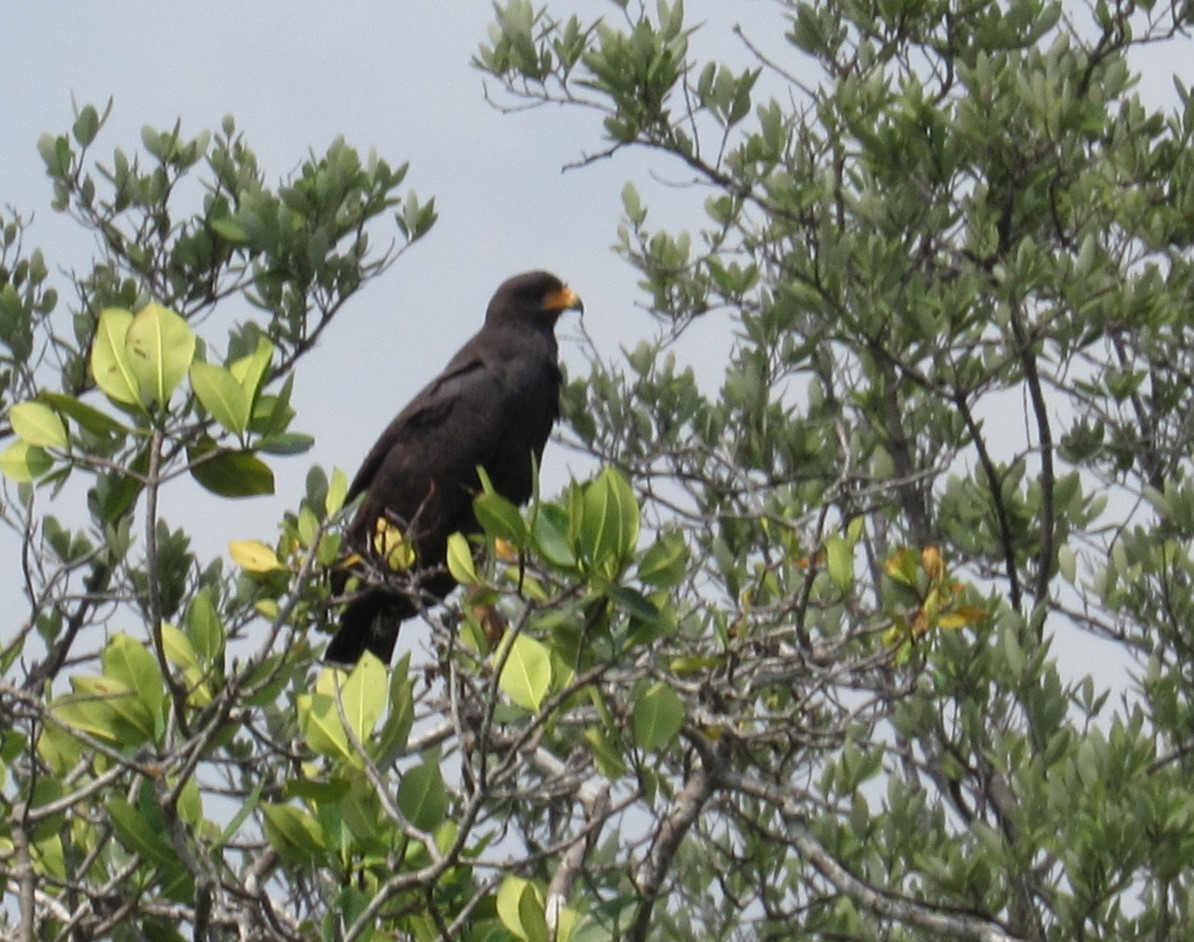 Common Black Hawk - ML617339975