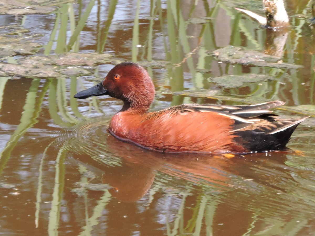 čírka skořicová - ML617340033