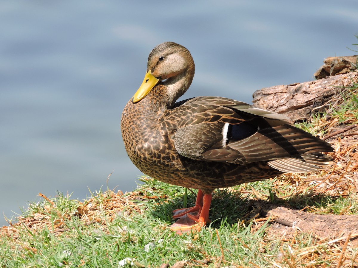 kachna mexická - ML617340064