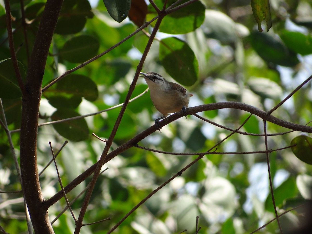 Superciliated Wren - ML617340078