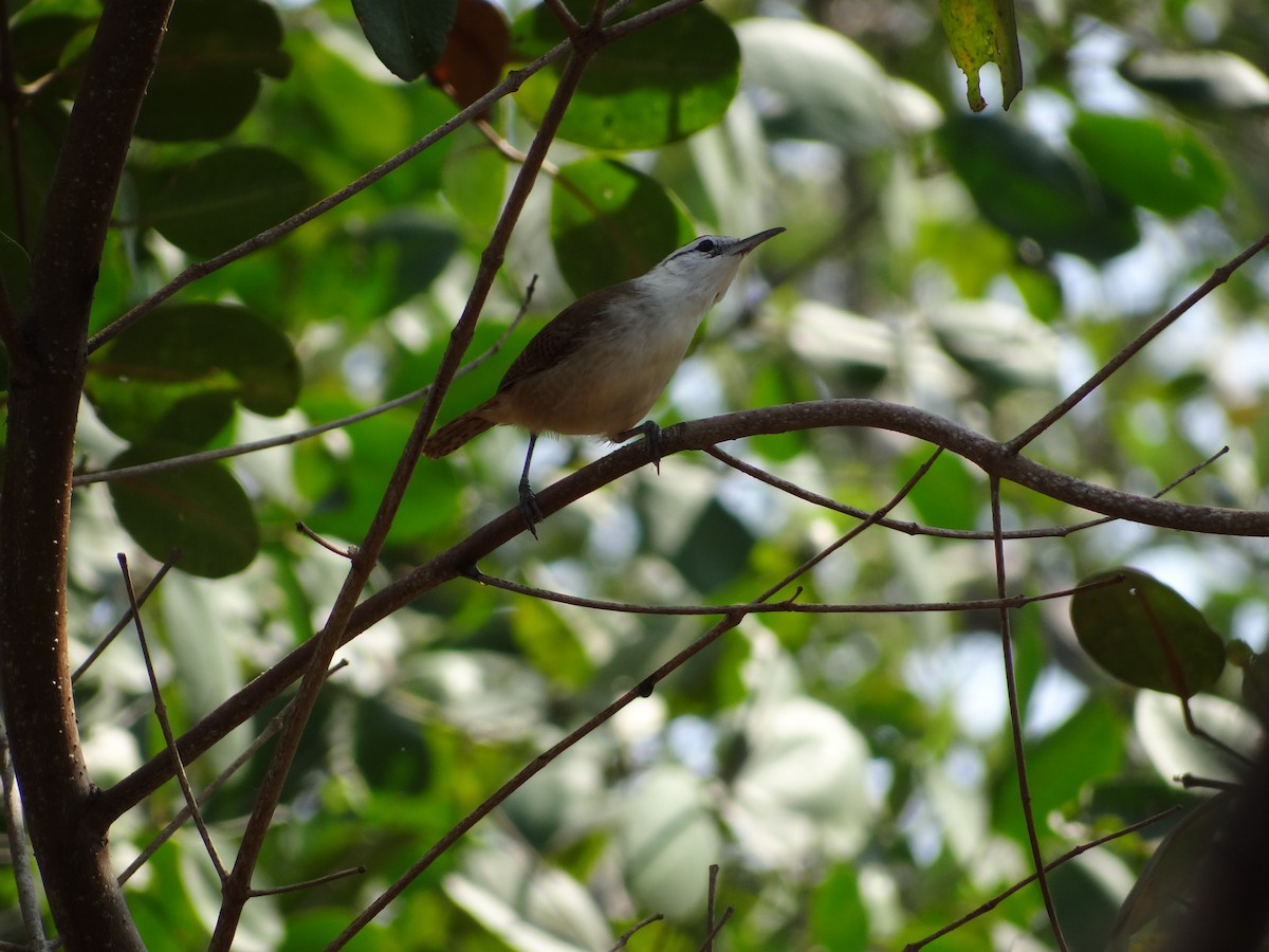 Superciliated Wren - ML617340081